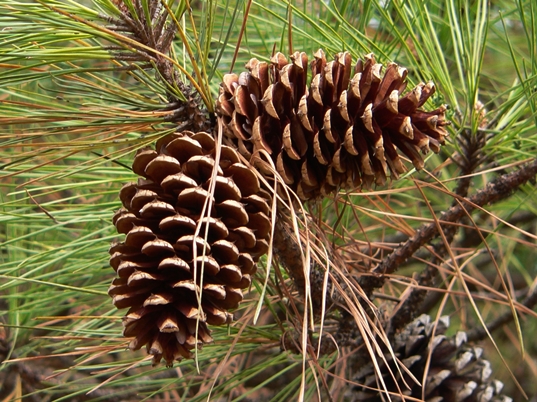 {Pinus taeda}